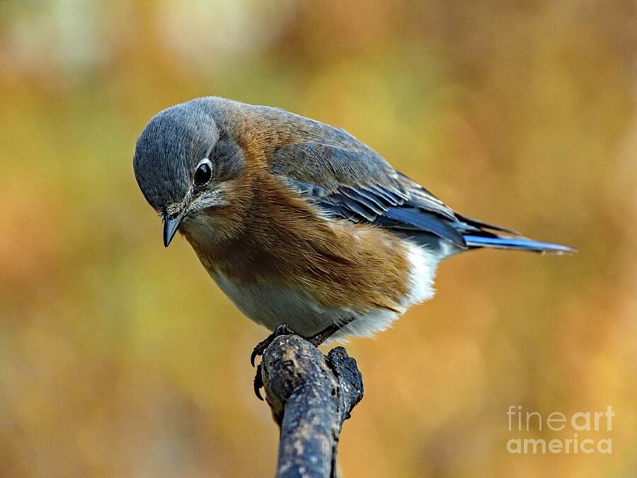Especially Beautiful Eastern Bluebird Photograph by Cindy Treger