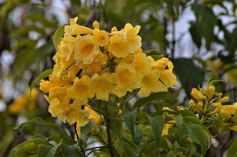 Esperanza yellow bells Photograph by Wenda Reed - Pixels