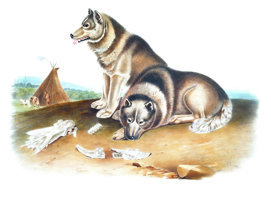 John James Audubon Drawing - Esquimaux Dog  by John Woodhouse Audubon
