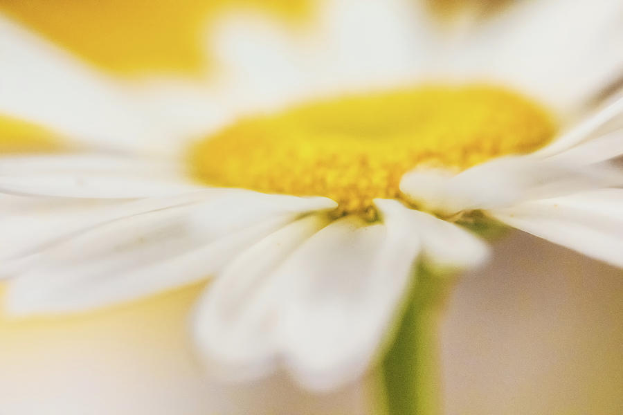 Essence of a Daisy Photograph by Laura Roberts
