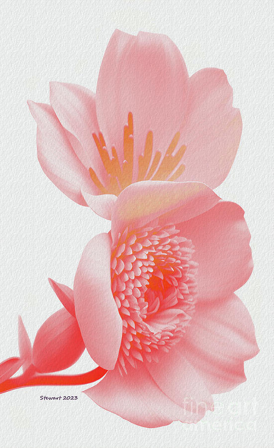 Essence of Pink Digital Art by Dr Debra Stewart