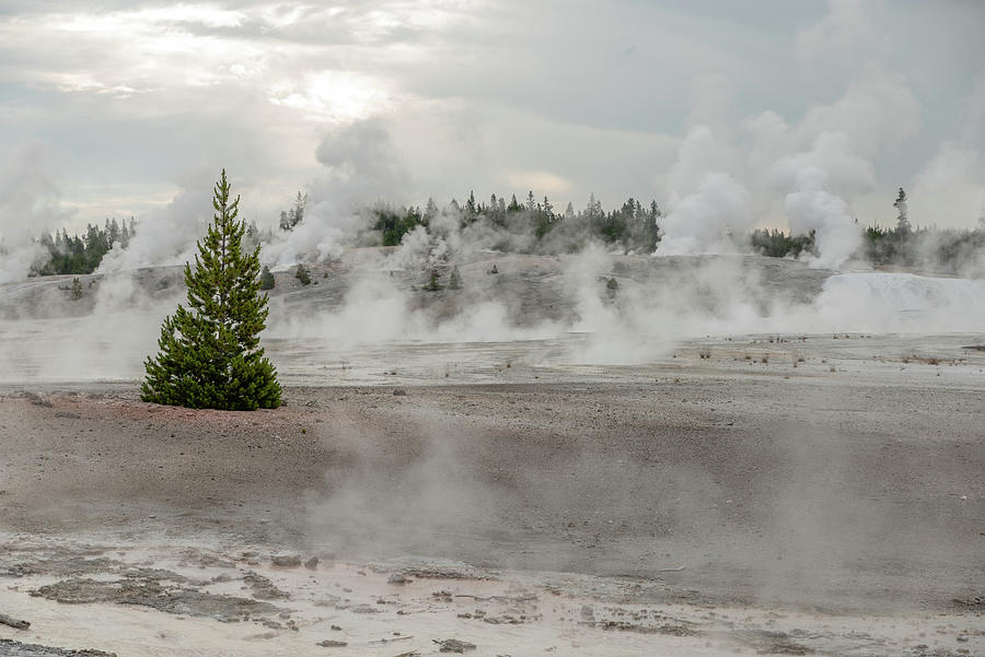 Essence of Yellowstone Photograph by Tara Krauss