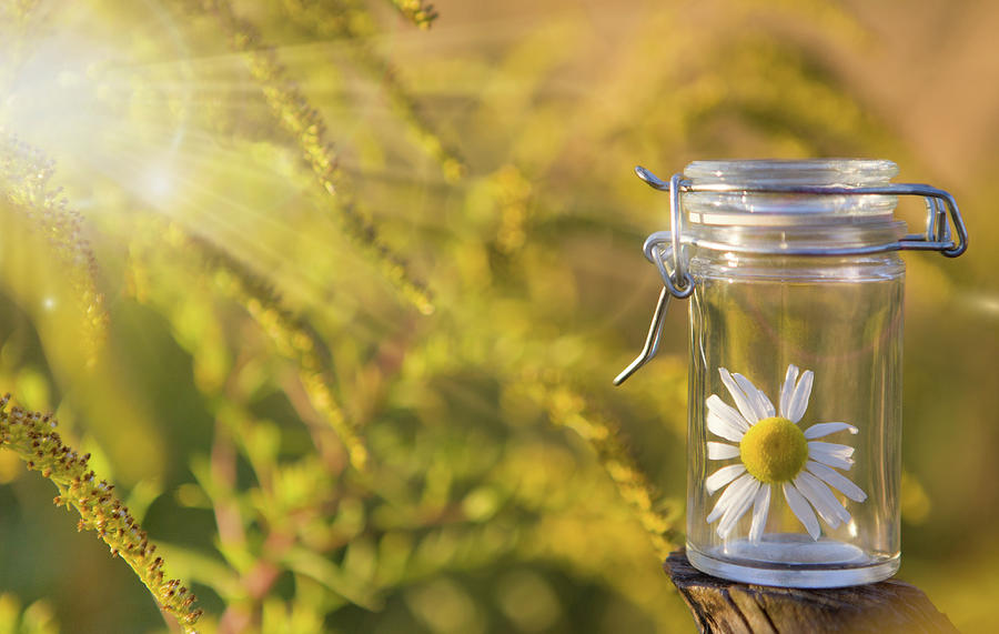 Essential chamomile in glass bottle with fresh chamomile flowers, fragrant daisy oil, beauty treatment. Spa concept Pyrography by Adam Nowak - Fine Art America Essential chamomile in glass bottle with fresh chamomile flowers, fragrant daisy oil, beauty treatment. Spa concept Pyrography by Adam Nowak - Fine Art America