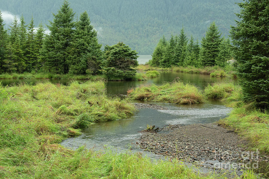 Summer Photograph - Meandering Stream and Wetland at Mendenhall Lake by Nancy Gleason