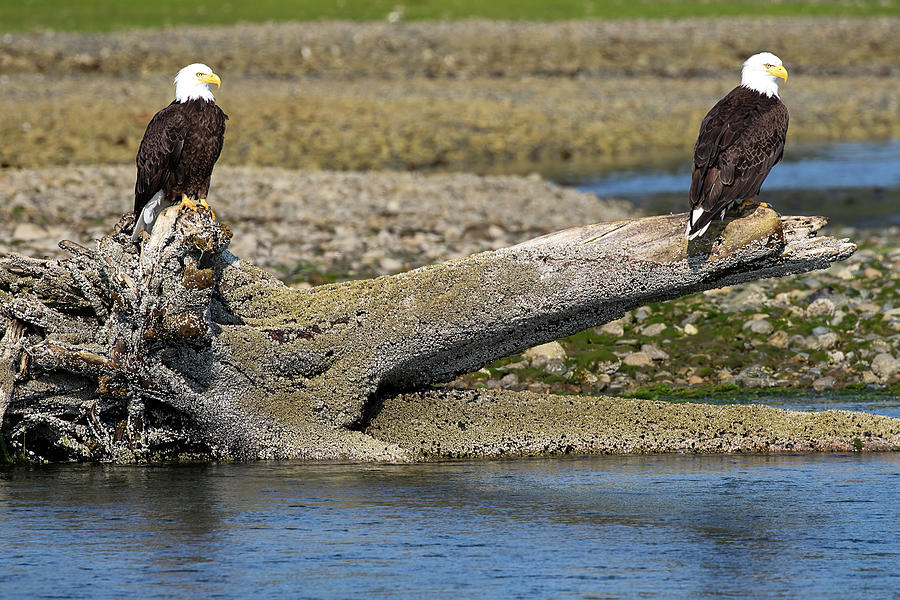 Estuary Eagles - Vancouver Island Photograph by Peggy Collins