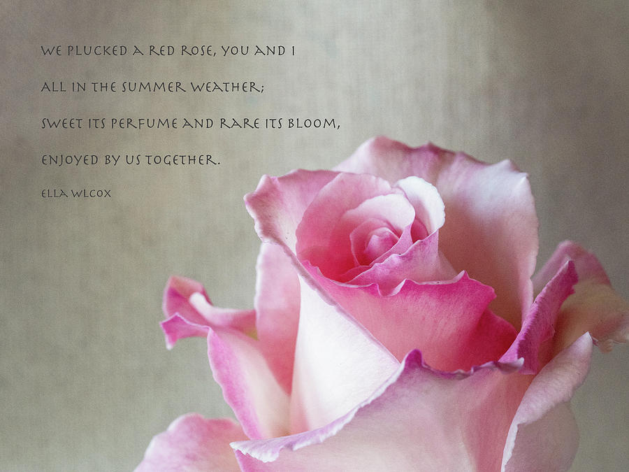 Eternal Spring Photograph by Joe Schofield Pixels