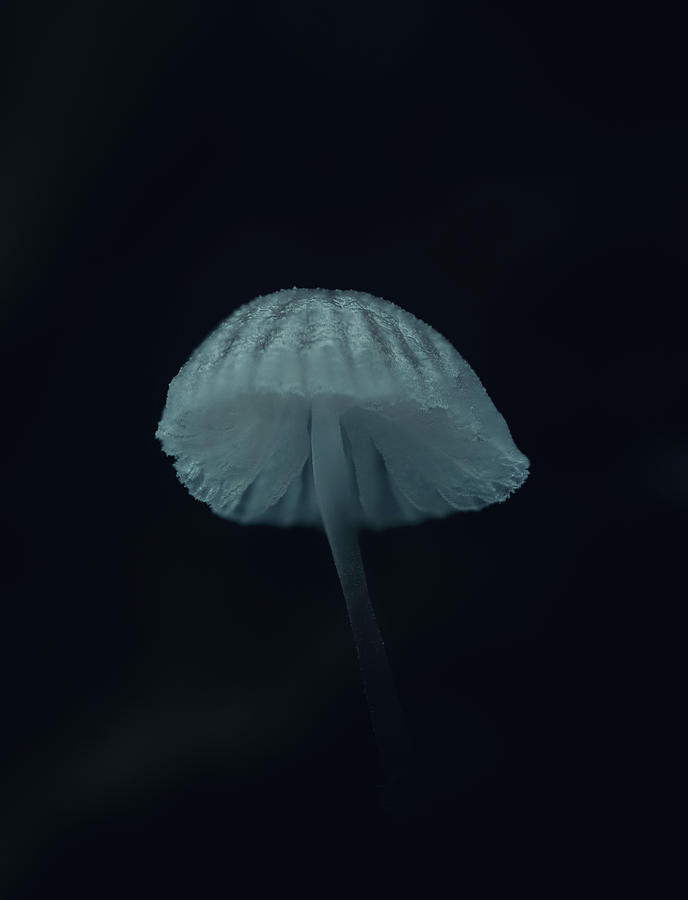 Ethereal Bonnet Photograph by Scott Lyons Ethereal Bonnet Photograph by Scott Lyons