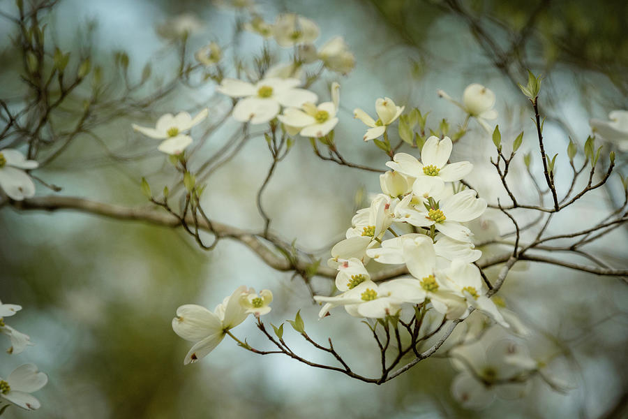 Ethereal Dogwood Blossoms Photograph by Joni Eskridge