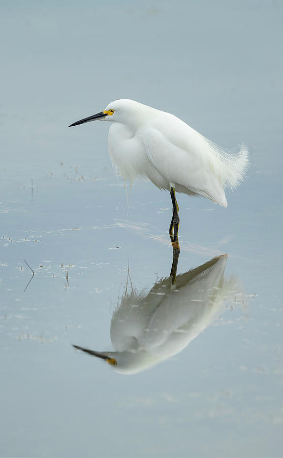Ethereal Egret Photograph by Fran Gallogly