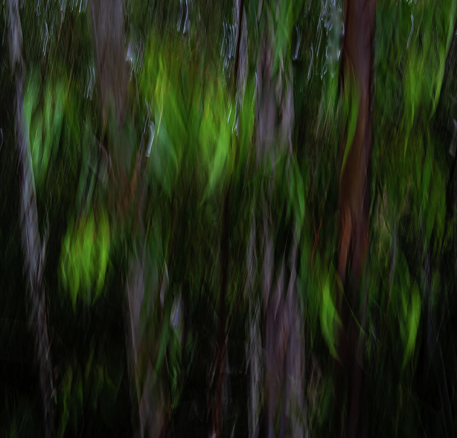 Nature Photograph - Ethereal foliage by Paulo Viana