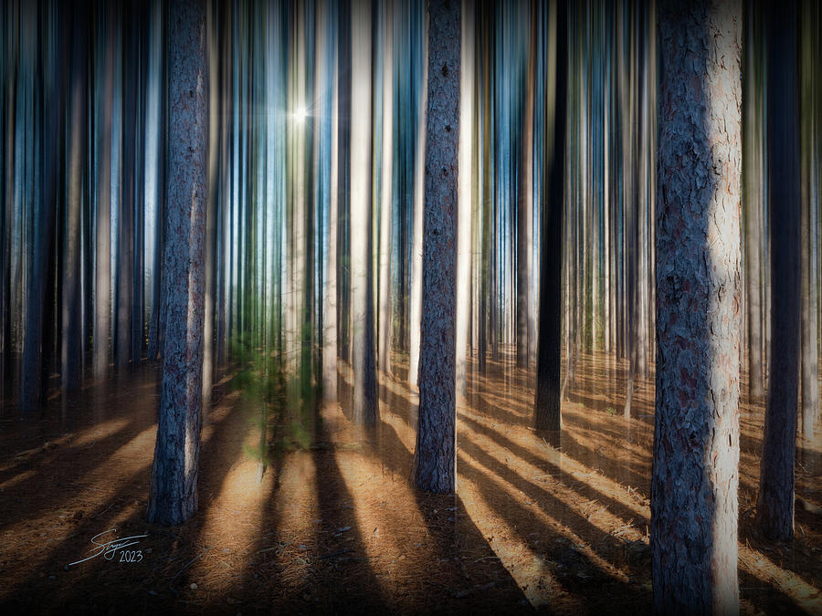 Ethereal Forest Photograph by Rick Stringer