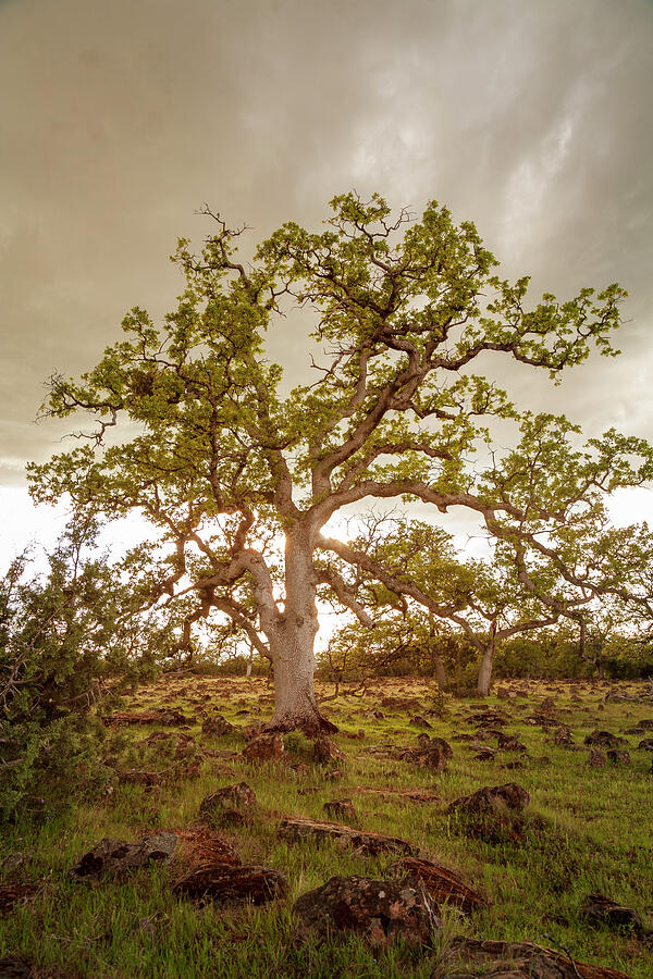 Ethereal Oak Photograph by Mike Lee