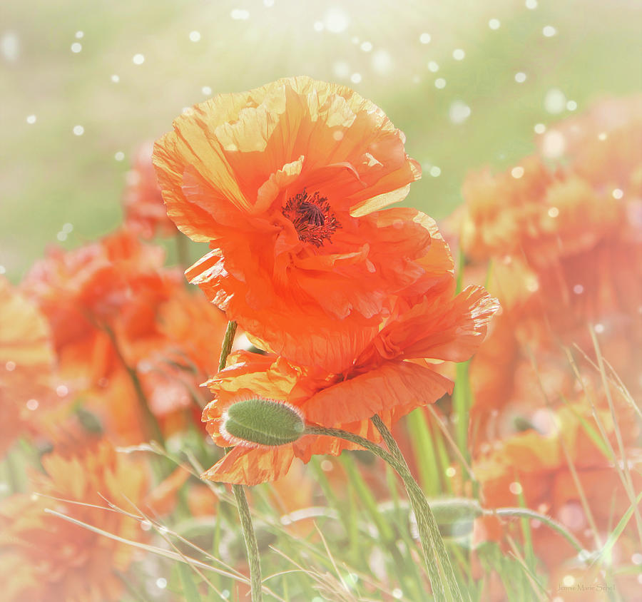 Ethereal Orange Oriental Poppy Flowers Photograph by Jennie Marie Schell