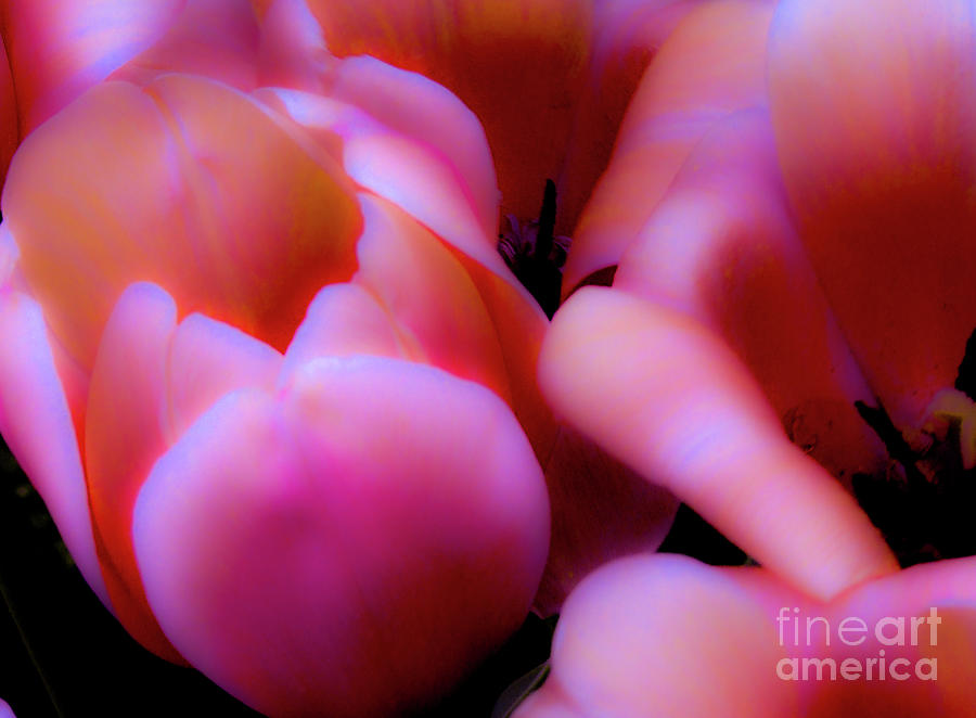 Ethereal Pink Tulips Photograph by Frances Ann Hattier