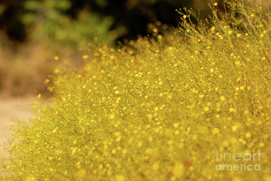Golden Wildflowers in Bloom - Inks Lake State Park Photograph by Brigitte Blanchette Thompson Golden Wildflowers in Bloom - Inks Lake State Park Photograph by Brigitte Blanchette Thompson