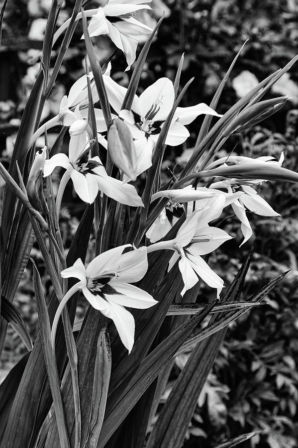 Ethiopian Gladiolus Monochrome Photograph by Jeff Townsend