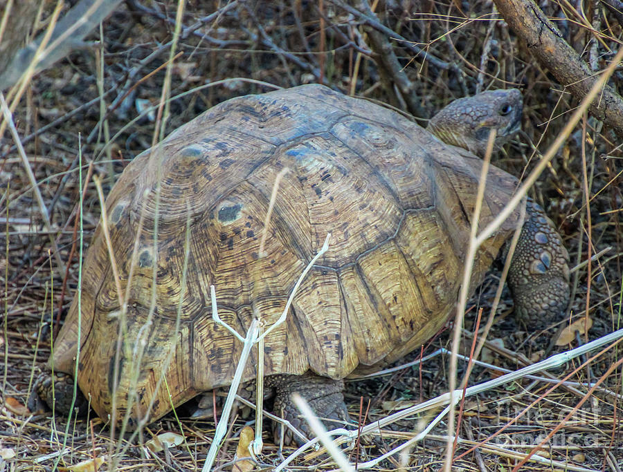 Ethiopian Tortoise Photograph by Margaret Ryan - Fine Art America