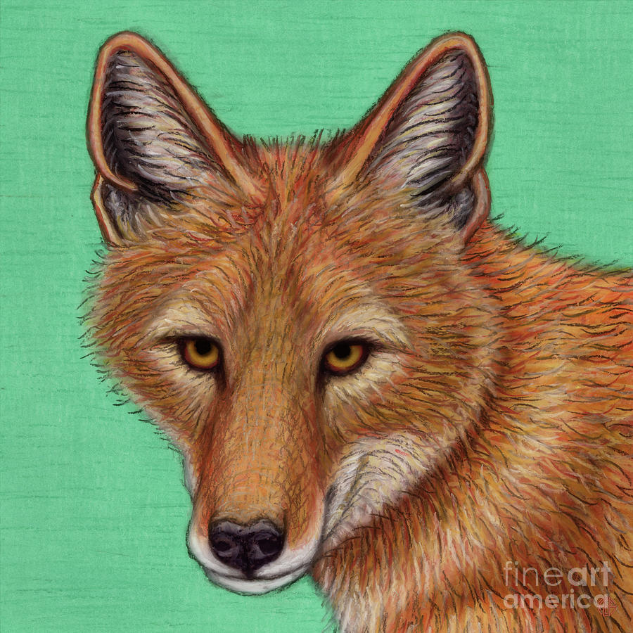Ethiopian Wolf Painting by Amy E Fraser