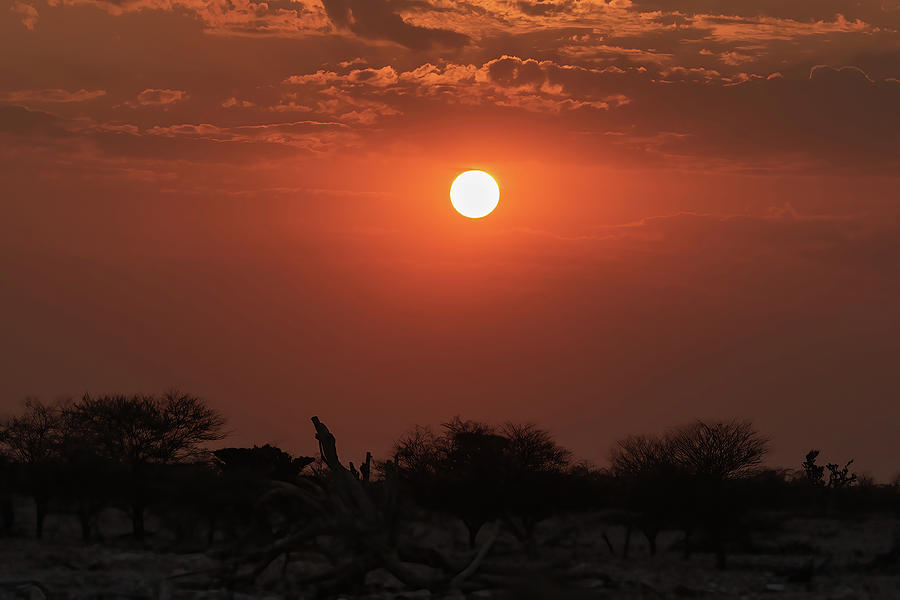 Etosha Sunset Photograph by MaryJane Sesto