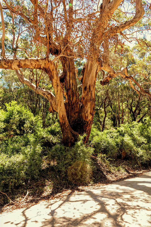 Eucalypt Tree Photograph by Elaine Teague