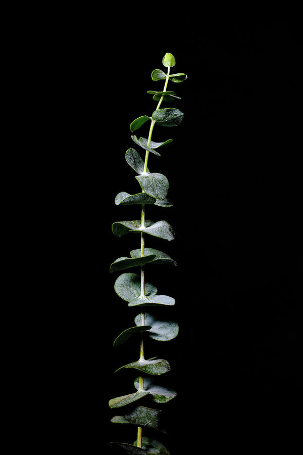 Green Flowers Photograph - Eucalyptus 2 by Connie Carr