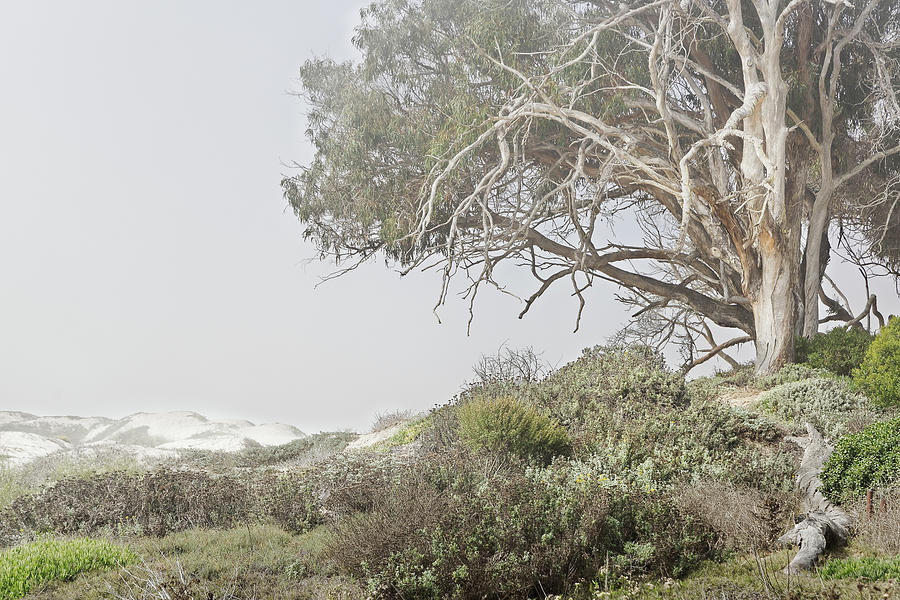 Eucalyptus Among the Dunes Photograph by Lars Mikkelsen