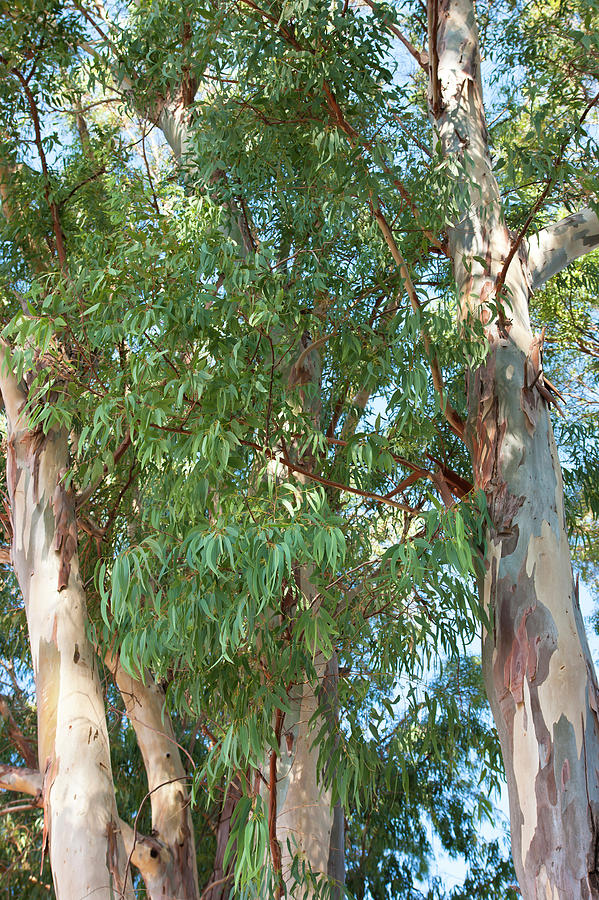 Nature Photograph - Eucalyptus by Anna Kluba