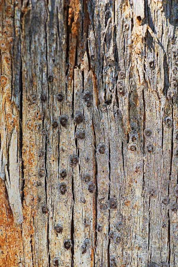 Eucalyptus Bark Design Photograph by Joy Watson