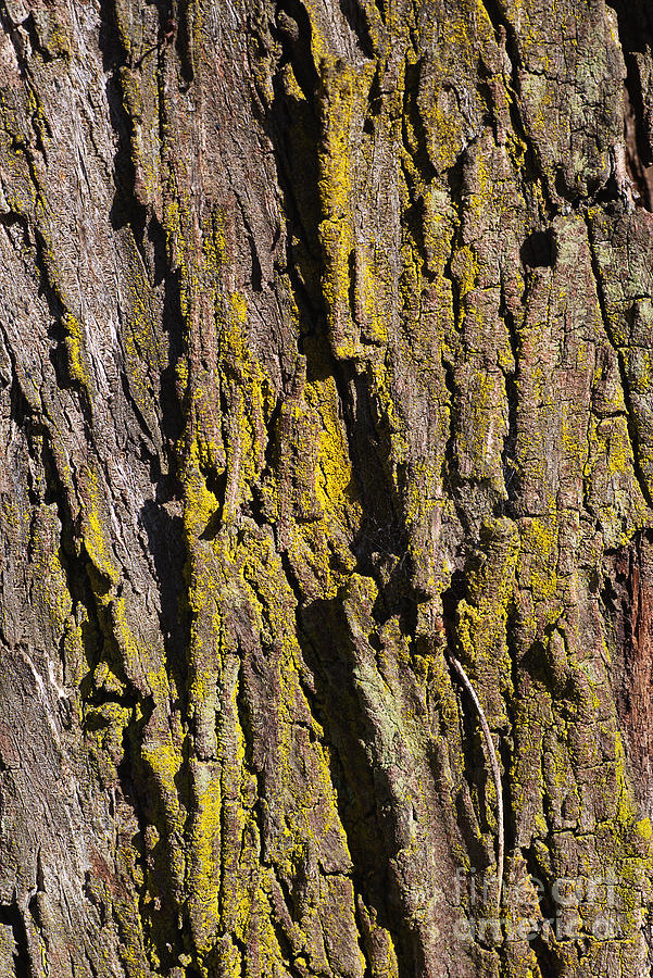 Eucalyptus Bark With Moss Photograph by Joy Watson