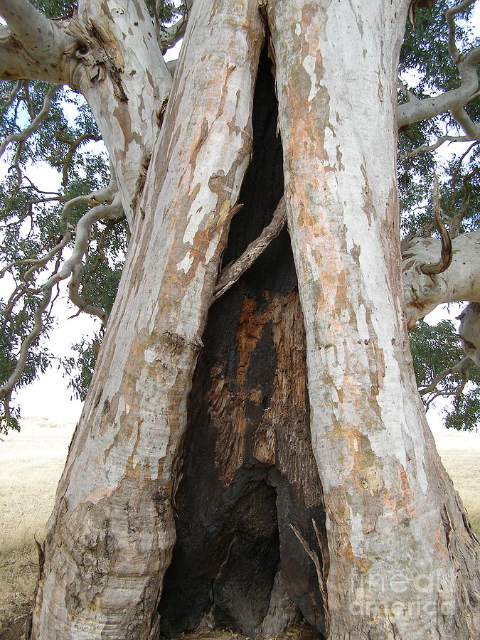 Eucalyptus Camaldulensis Large Hollow Lower Trunk Photograph By Rita Blom Fine Art America