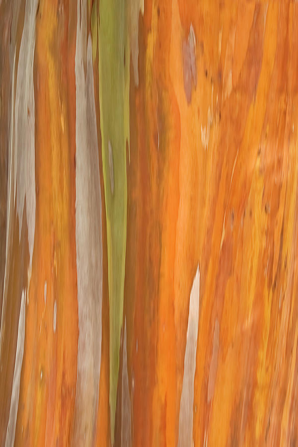 Eucalyptus Photograph by Cheryl Day