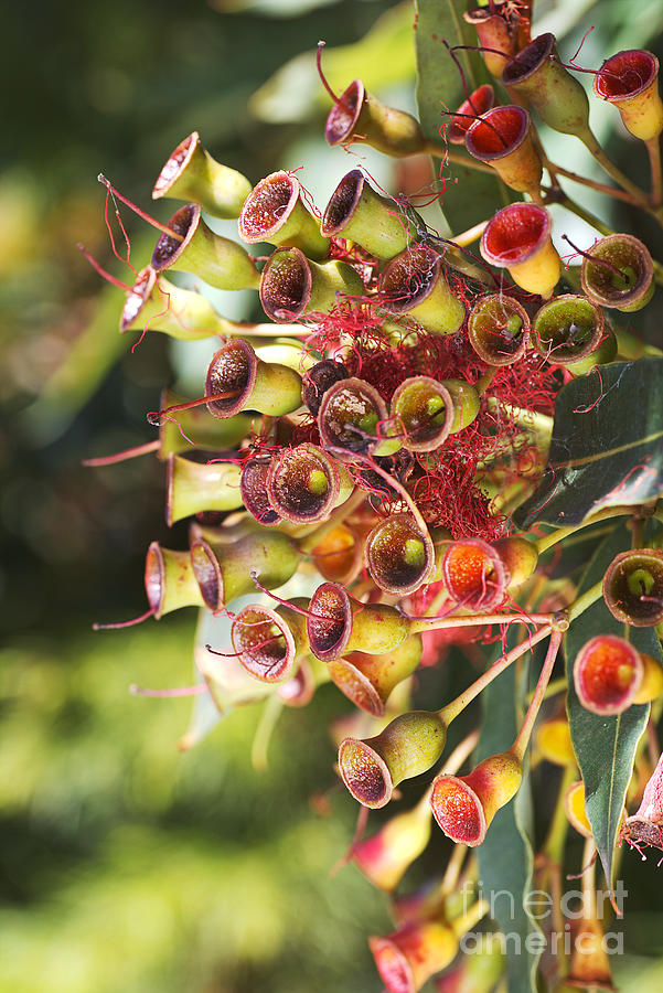 Eucalyptus Corymbia Ficifolia After Flowers  Photograph by Joy Watson