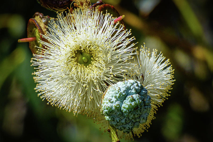 Eucalyptus Flower Photograph by Dianne Milliard