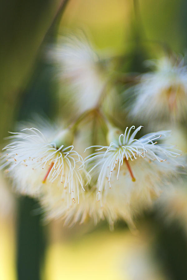 Eucalyptus Flower Snowflake Photograph by Joy Watson