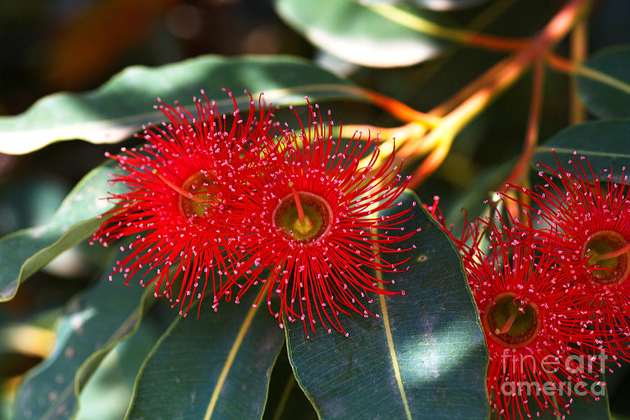Eucalyptus Flowers And Leaves Photograph by Joy Watson