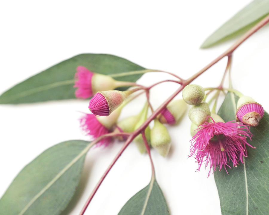 Eucalyptus Flowers Four Photograph by Lupen Grainne
