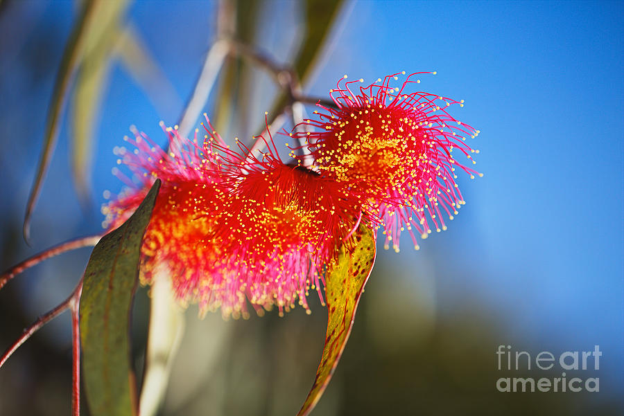 Eucalyptus Flowers Like Jellyfish  Photograph by Joy Watson