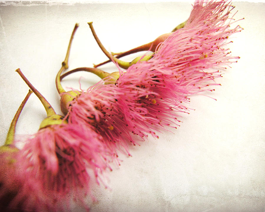 Eucalyptus Flowers Photograph by Lupen Grainne