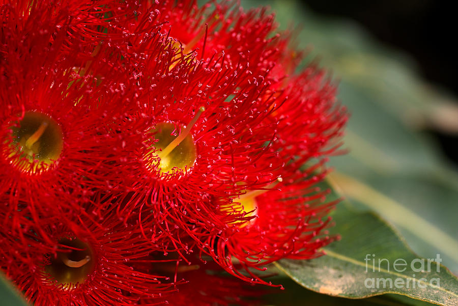 Eucalyptus Flowers Of Red Photograph by Joy Watson