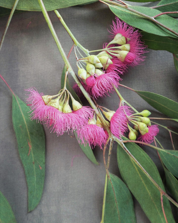 Eucalyptus Flowers Six Photograph by Lupen Grainne