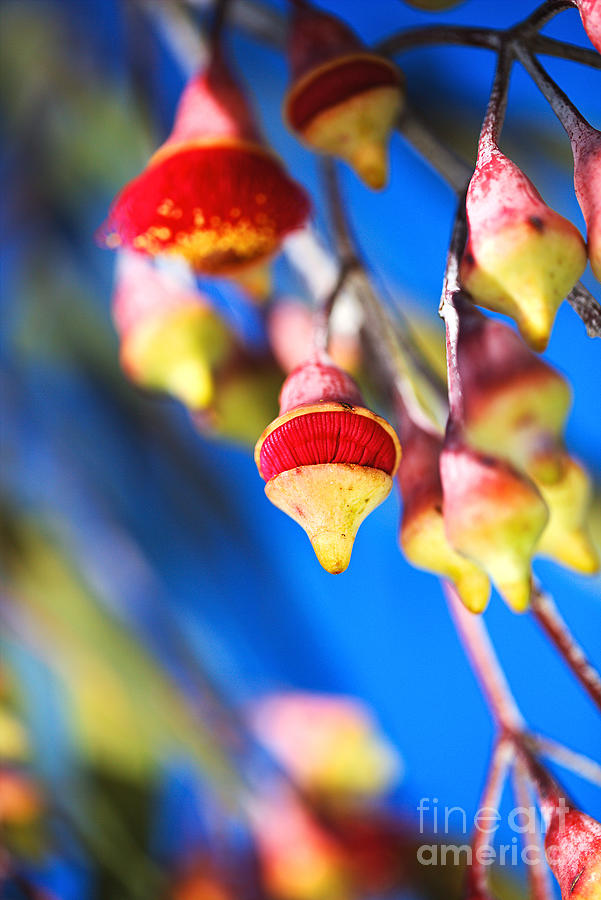 Eucalyptus Flowers Spinning Top Photograph by Joy Watson