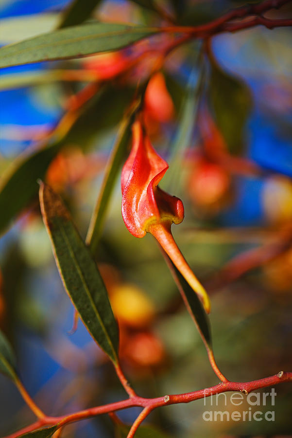 Eucalyptus Forrestiana Fruit  Photograph by Joy Watson