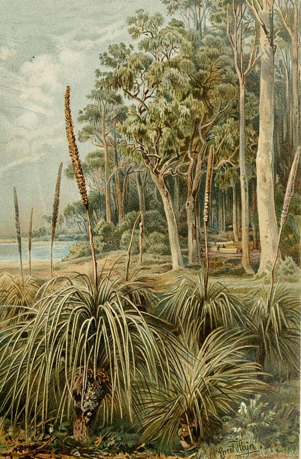 Eucalyptus Grove, Australia Mixed Media by World Art Collective