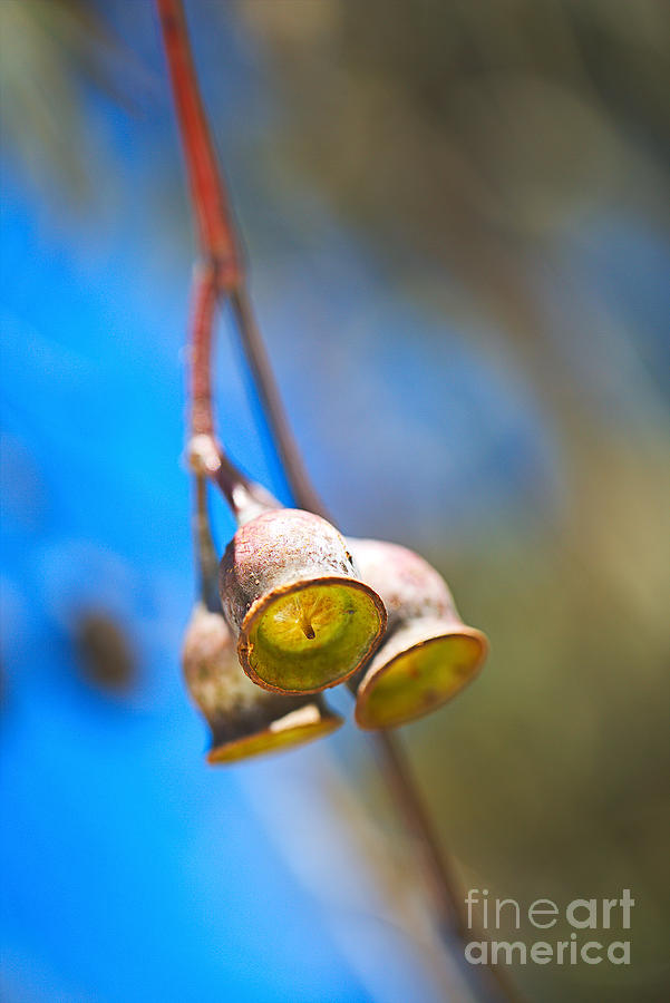 Eucalyptus Gumnuts Shine Photograph by Joy Watson