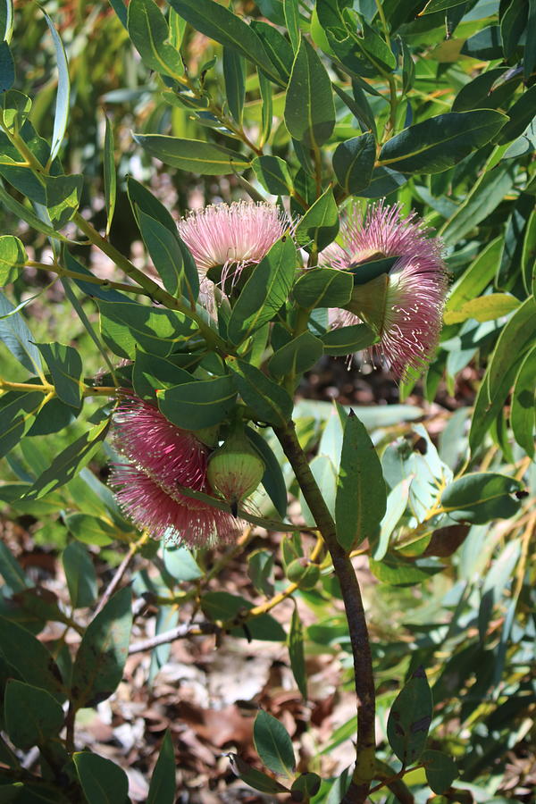 Eucalyptus Impensa And Flowers Photograph