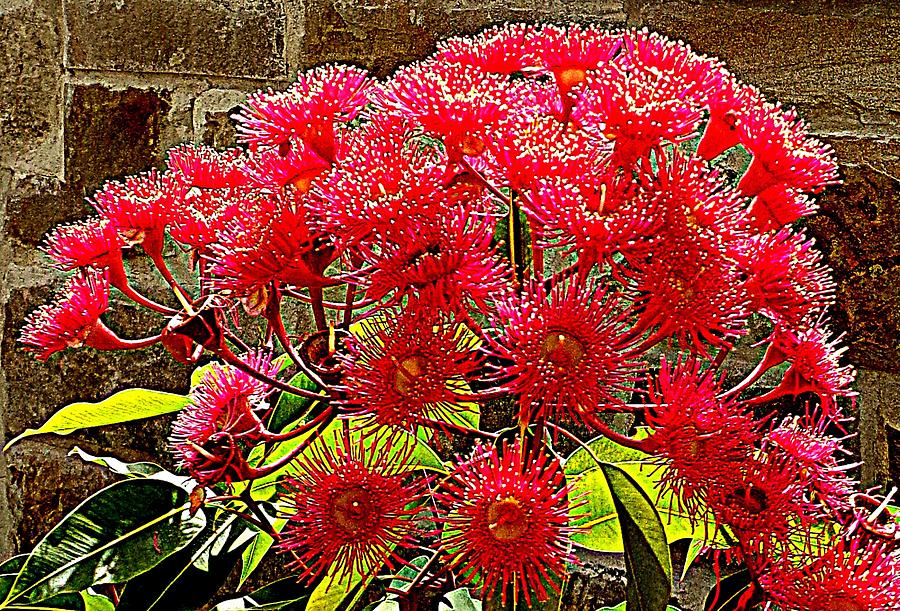 Eucalyptus In Bloom - Red Photograph by VIVA Anderson