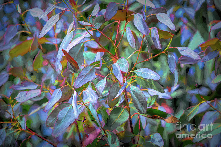 Eucalyptus Leaves Photograph by Yvonne Johnstone