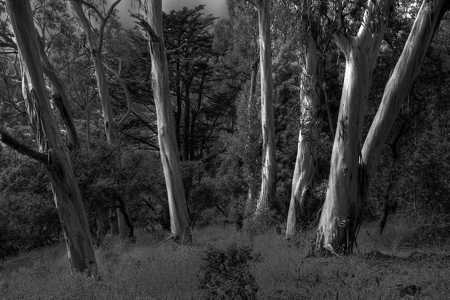 Eucalyptus Light Photograph by Wayne King