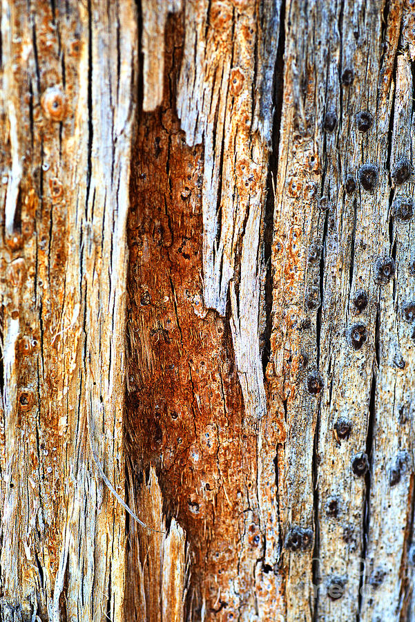 Eucalyptus Lines Circles Bark Photograph by Joy Watson