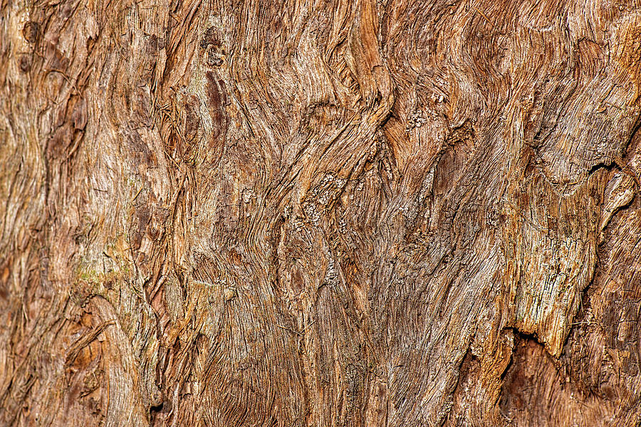 Eucalyptus Microcorys Photograph